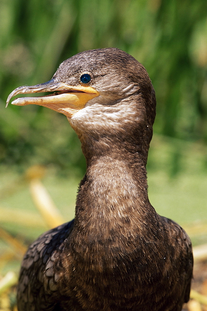 Portrait of a black cormorant (Chanco), Titicaca, Bolivia, South America