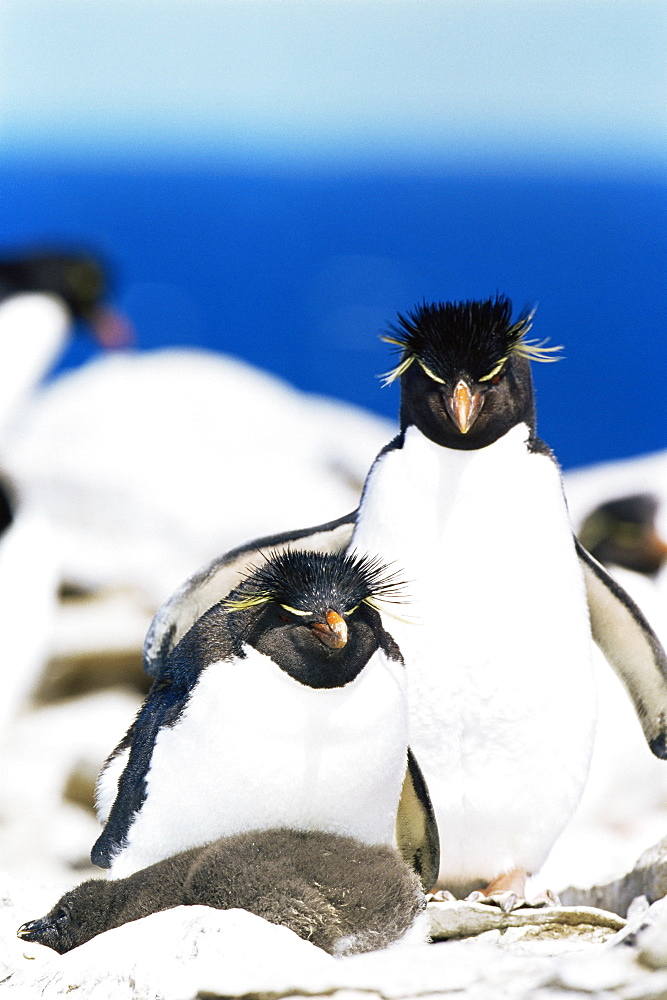 Family of rockhopper penguins (Eudyptes chrysocome chrysocome) hugging, Sea Lion Island, Falkland Islands, South Atlantic, South America