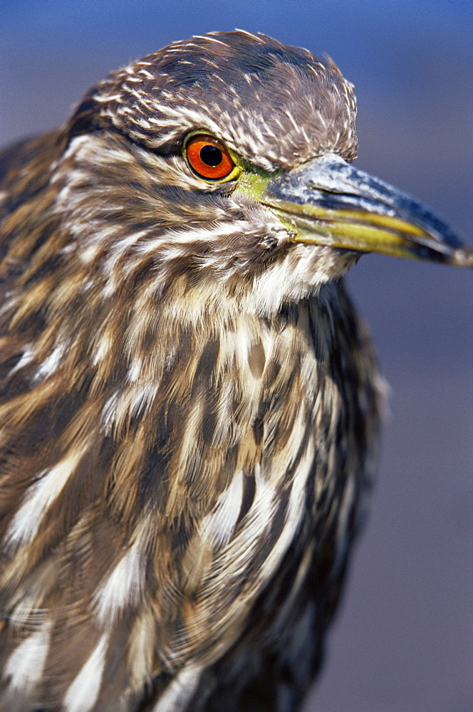 Close-up of a juvenile black-crowned night heron (Nycticorax nycticorax falklandicus), Sea Lion Island, Falkland Islands, South Atlantic, South America