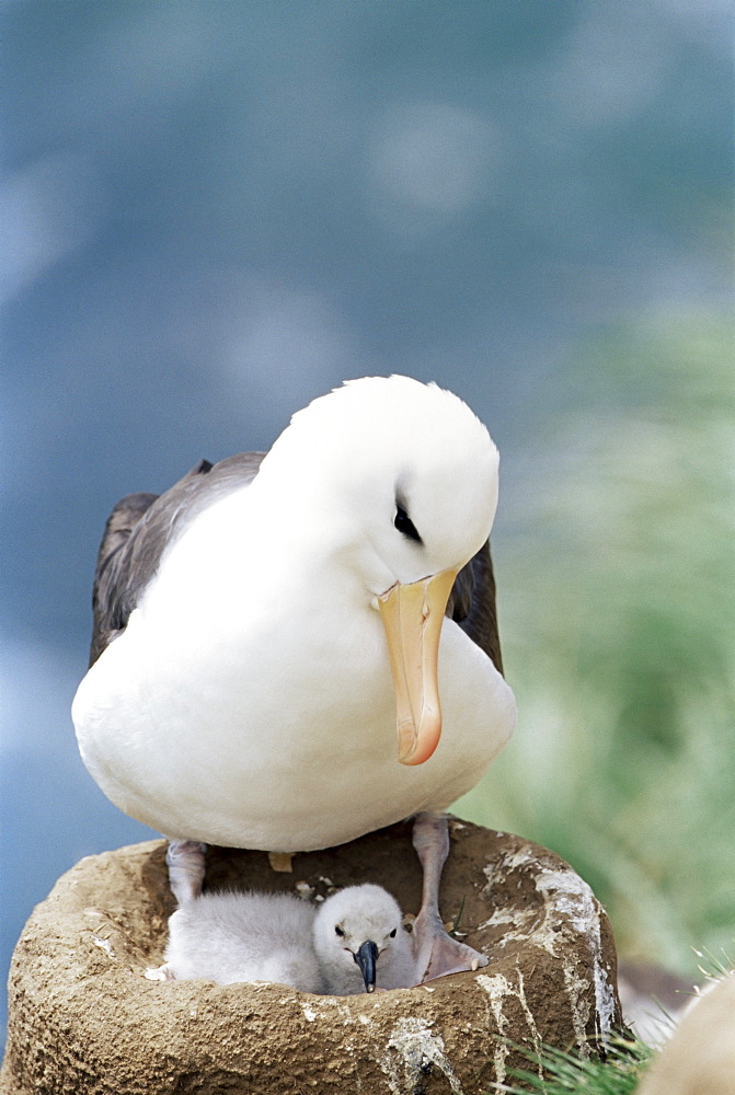 A black-browed albatross (Thalassarche melanophris) looking at its chick, Saunders Island, Falkland Islands, South Atlantic, South America