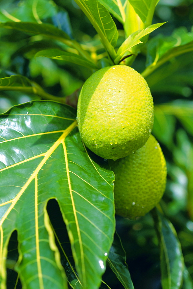 Breadfruit, Taipivai Bay, Nuku Hiva Island, Marquesas Islands archipelago, French Polynesia, South Pacific Islands, Pacific