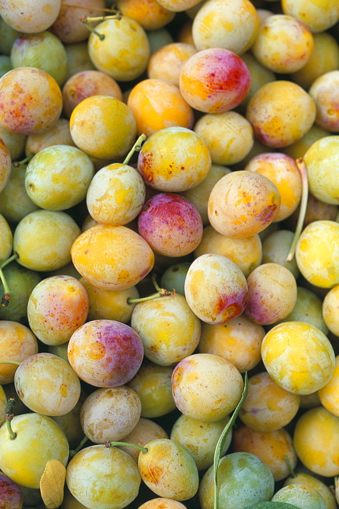 Mirabelle plum harvest, Hattonville region, Meuse, Lorraine, France, Europe