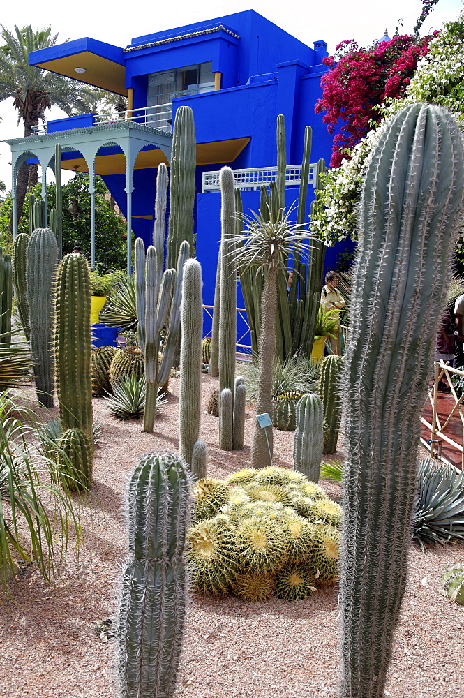 Cacti in the Majorelle Garden, created by the French cabinetmaker Louis Majorelle, and restored by the couturier Yves Saint-Laurent, Marrakesh, Morocco, North Africa, Africa