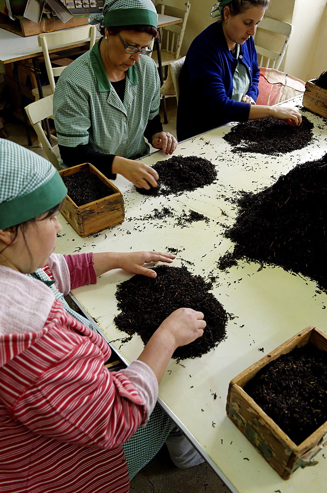 The Azorean Tea Factory, Gorreana, Sao Miguel Island, Azores, Portugal, Europe