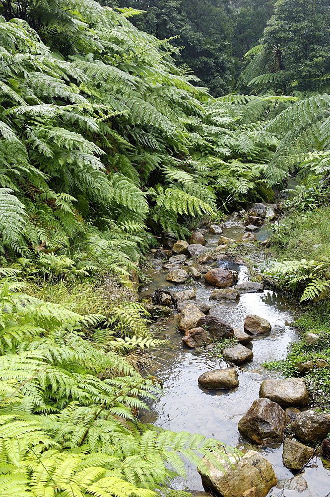 Fern forest, Sao Miguel Island, Azores, Portugal, Europe