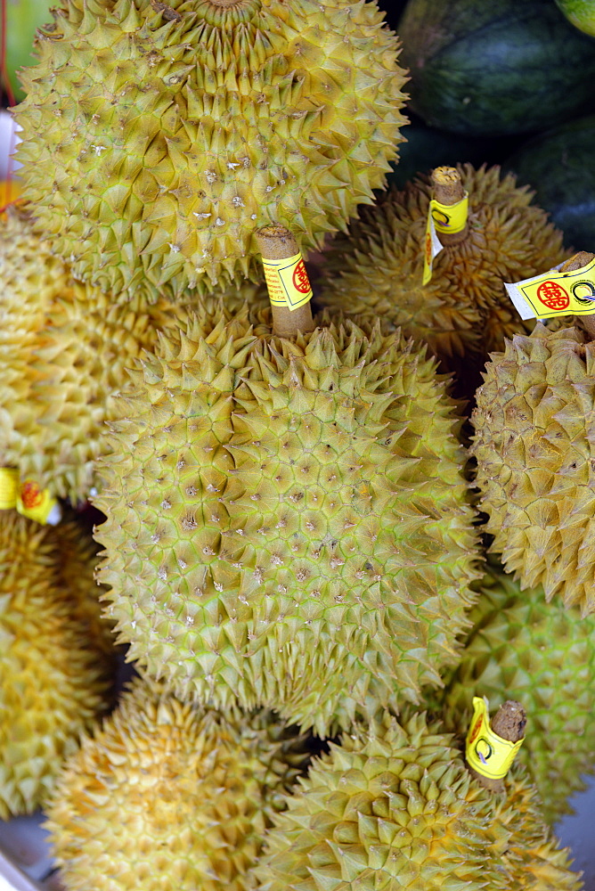 The durian, fruit of several tree species belonging to the genus Durio and the Malvaceae family, Republic of the Union of Myanmar (Burma), Asia 