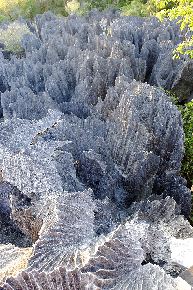 Tsingy de Bemaraha Strict Nature Reserve, UNESCO World Heritage Site, near the western coast in Melaky Region, Madagascar, Africa 