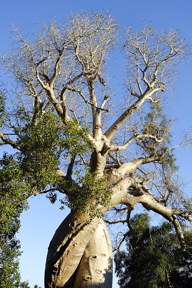 Spiral trunk of baobab tree, between Morondava and Belon'i Tsiribihina, Madagascar, Africa 