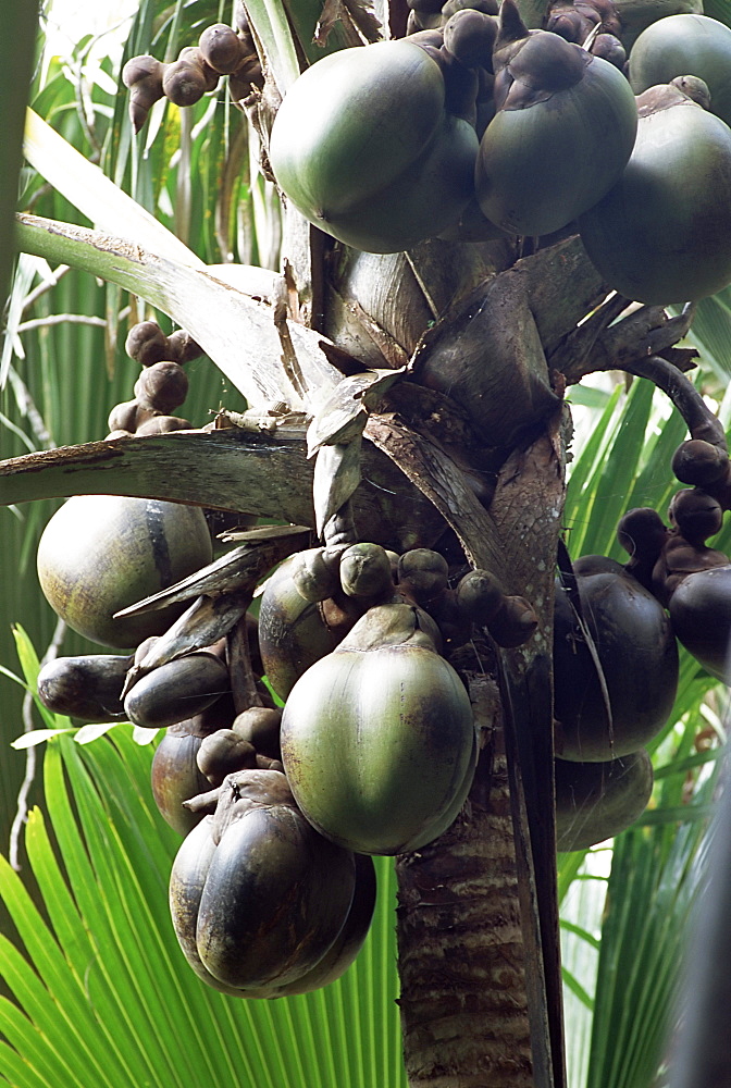 Close-up of coco de mer, Vallee de Mai National Park, island of Praslin, Seychelles, Indian Ocean, Africa