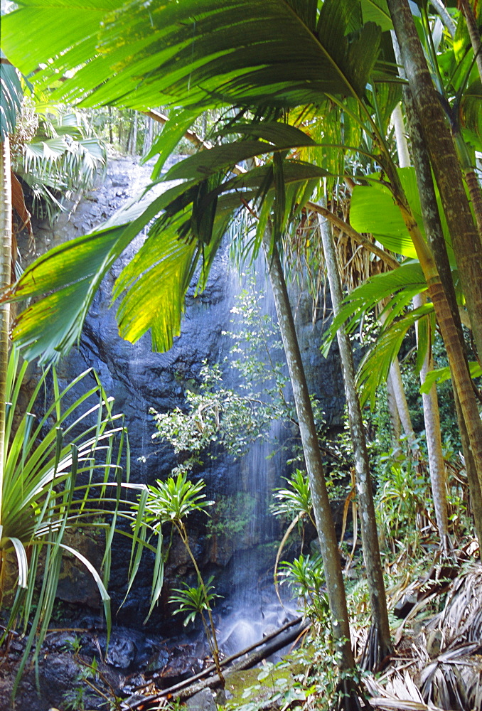 Waterfall, Vallee de Mai National Park, Praslin, Seychelles, Indian Ocean 