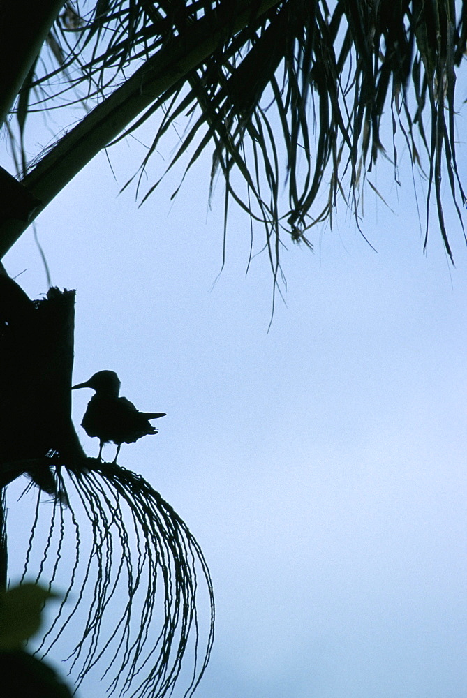 Nature reserve, Aride island, Seychelles, Indian Ocean, Africa