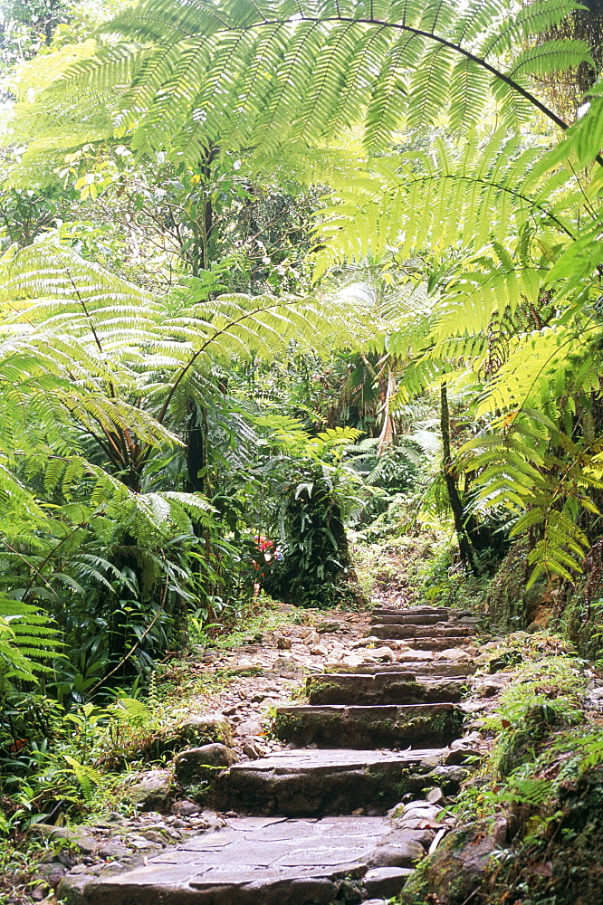 Les chutes de Carbert, Basse-Terre region, Guadeloupe, French Antilles, West Indies, Central America