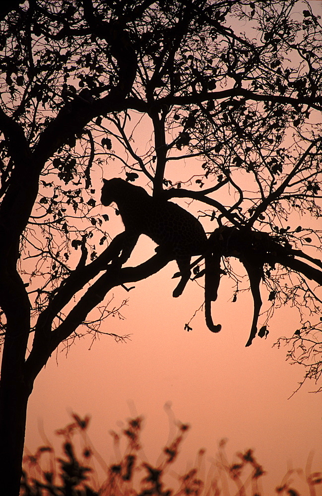 Leopard male in tree with Impala carcass, Botswana Okavango Delta