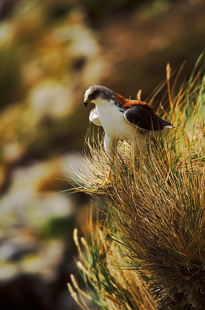 Red backed buzzard (Buteo polyosoma) Falkland Island, Antarctica