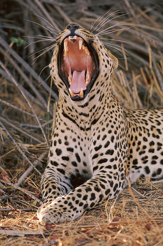 Leopard yawning {Panthera pardus} Okavango Delta, Botswana, Africa