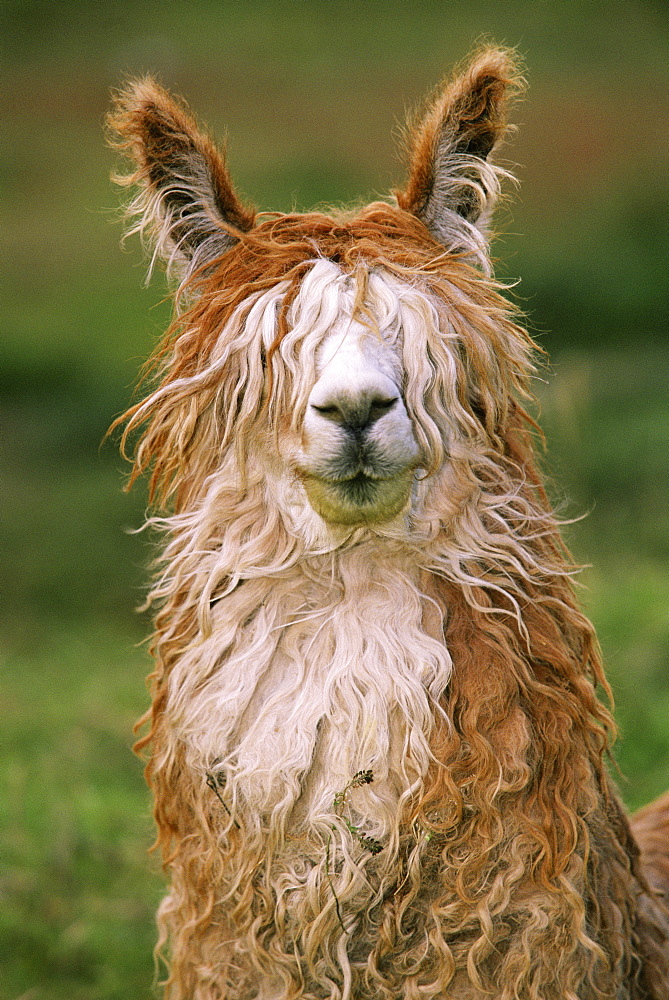 Alpaca portrait {Lama pacos} Altiplano, Bolivia