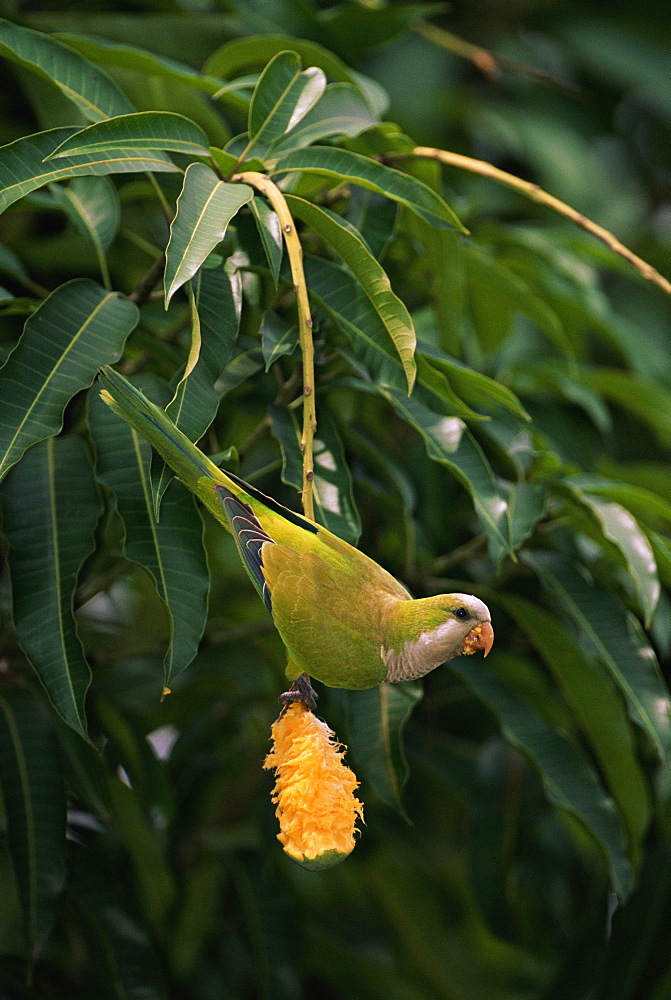 Monk parakeet {Myiopsitta monachus} feeding on mango  Pantanal, Brazil