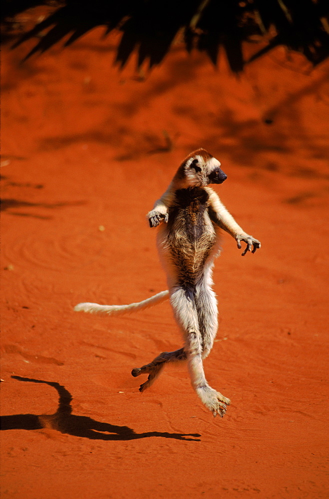 Verreaux's sifaka dancing, Madagascar, Berenty Private Reserve