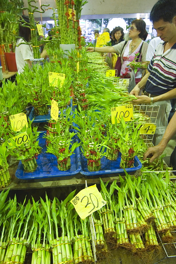 Bamboo shoots, Flower Market, Taipei City, Taiwan, Asia