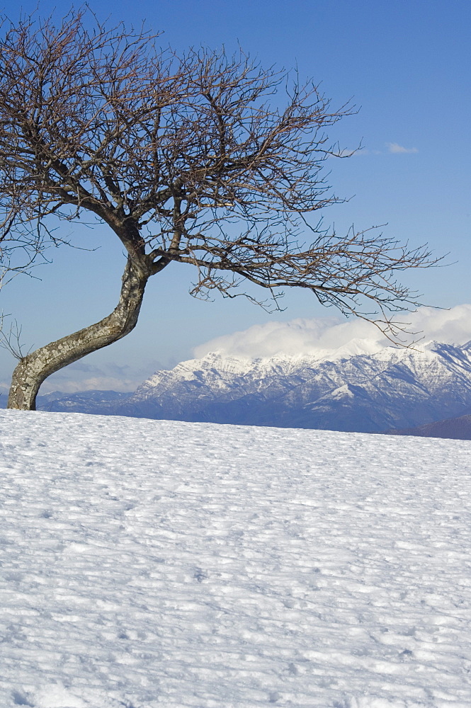 Tree in snowy mountain scenery, Garfagnana, Apuane Regional Alps Park, north west Tuscany, Italy, Europe 