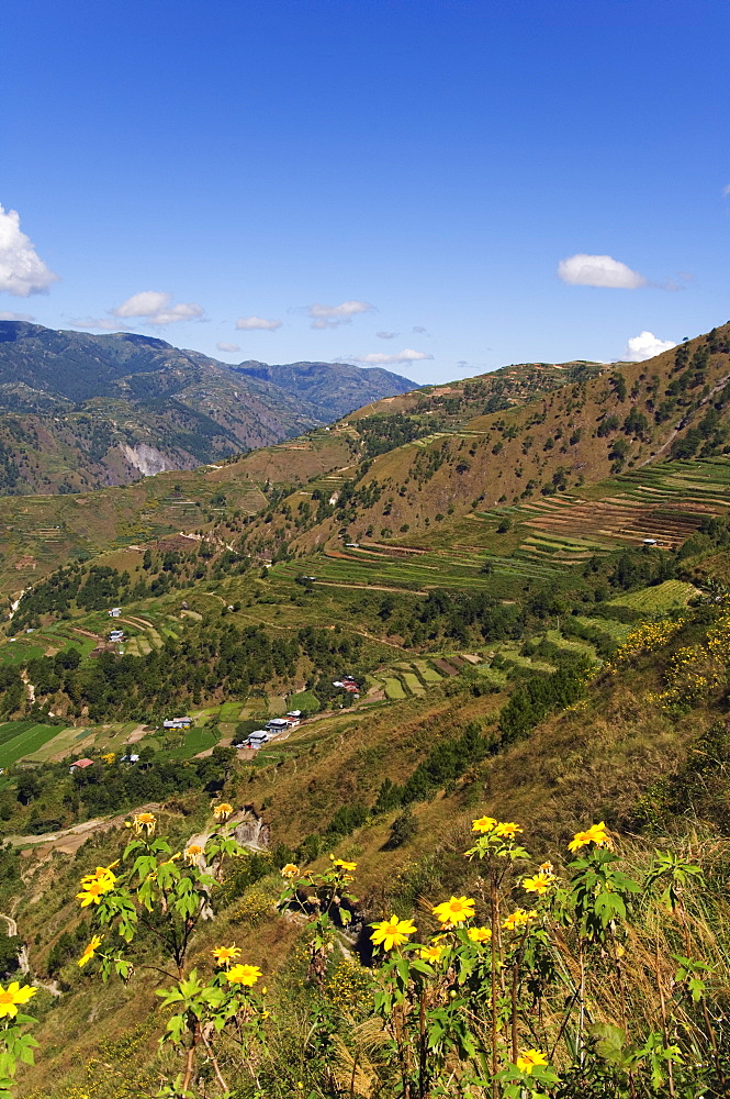 Yellow summer flowers and terraced fields, Mount Pulag National Park, Kabayan Town, The Cordillera Mountains, Benguet Province, Luzon, Philippines, Southeast Asia, Asia