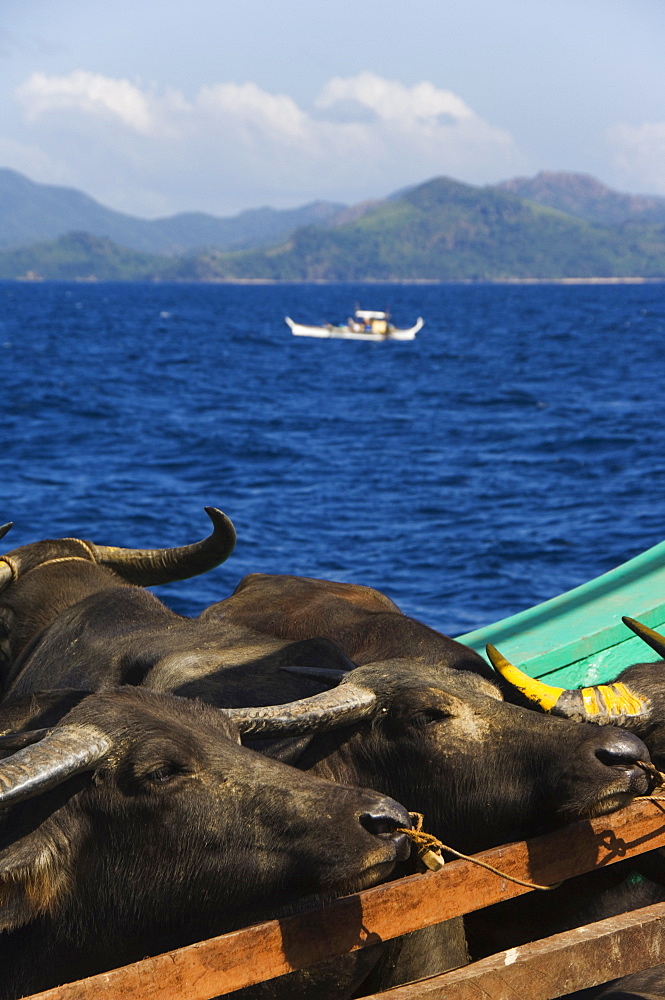 Cargo and passenger ferry from El Nido to Coron Town, with Carabao oxen being transported by ship, Palawan Province, Philippines, Southeast Asia, Asia