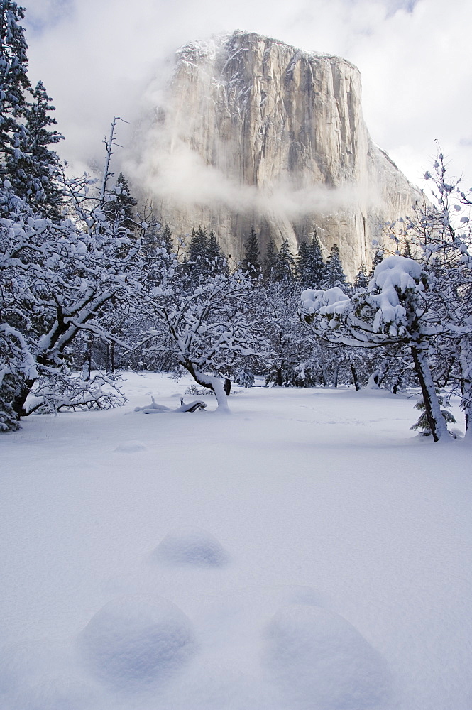 Fresh snow fall on El Capitan in Yosemite Valley, Yosemite National Park, UNESCO World Heritage Site, California, United States of America, North America