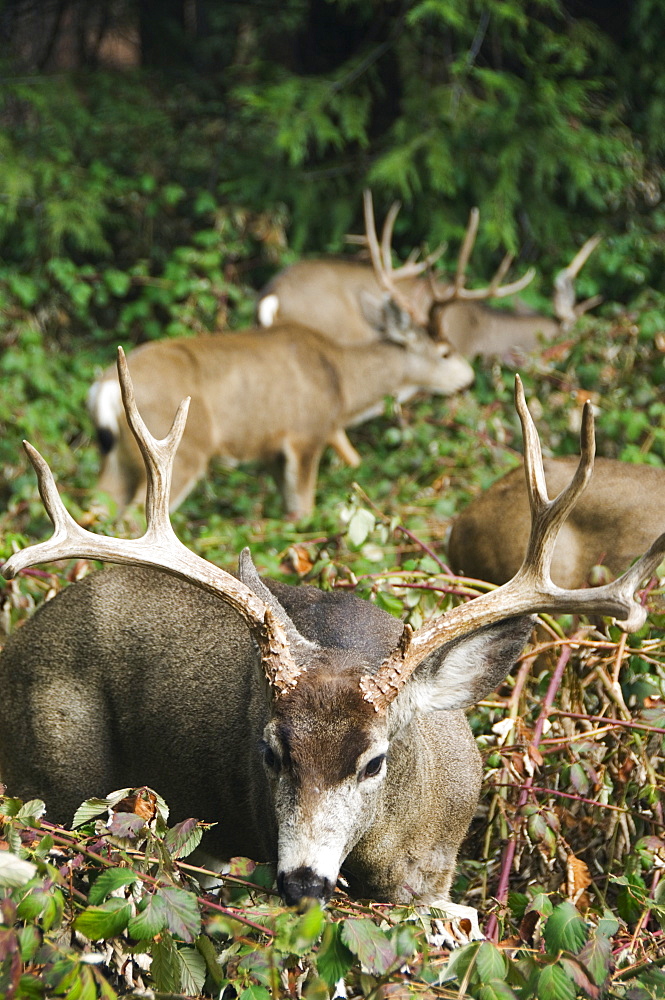 Mule buck deer with an impressive set of antlers, Yosemite National Park, California, United States of America, North America