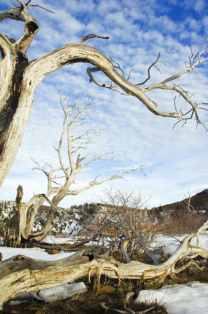 Gnarled old tree trunk in Mesa Verde National Park, Colorado, United States of America, North America