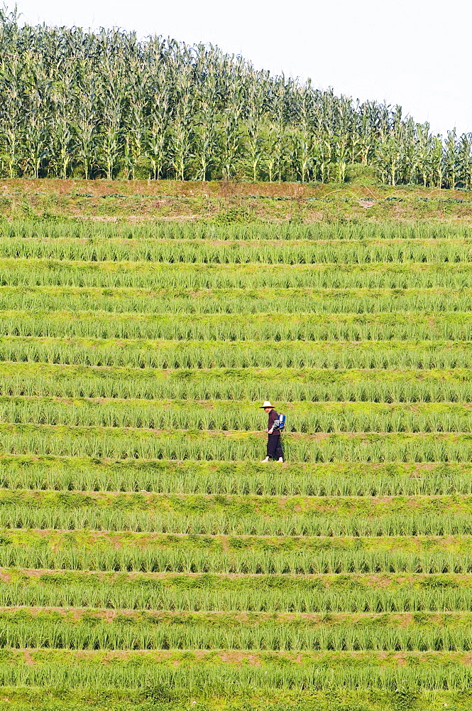 Farmer spraying rice crops for harvest at the Dragons Backbone rice terraces, Longsheng, Guangxi Province, China, Asia