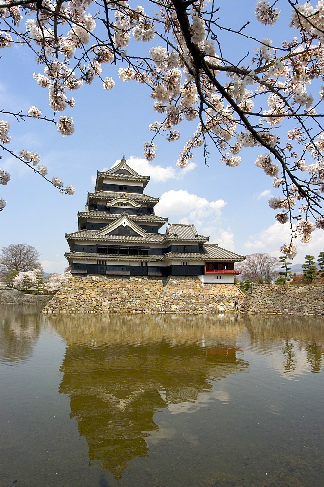 Cherry blossoms, Matsumoto Castle, Matsumoto city, Nagano prefecture, Honshu island, Japan,Asia