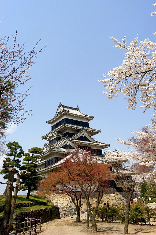 Cherry blossoms, Matsumoto Castle, Matsumoto city, Nagano prefecture, Honshu island, Japan,Asia