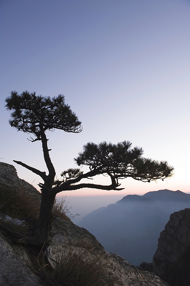 Pine tree silhouetted at dusk on Lushan mountain, UNESCO World Heritage Site, Jiangxi Province, China, Asia