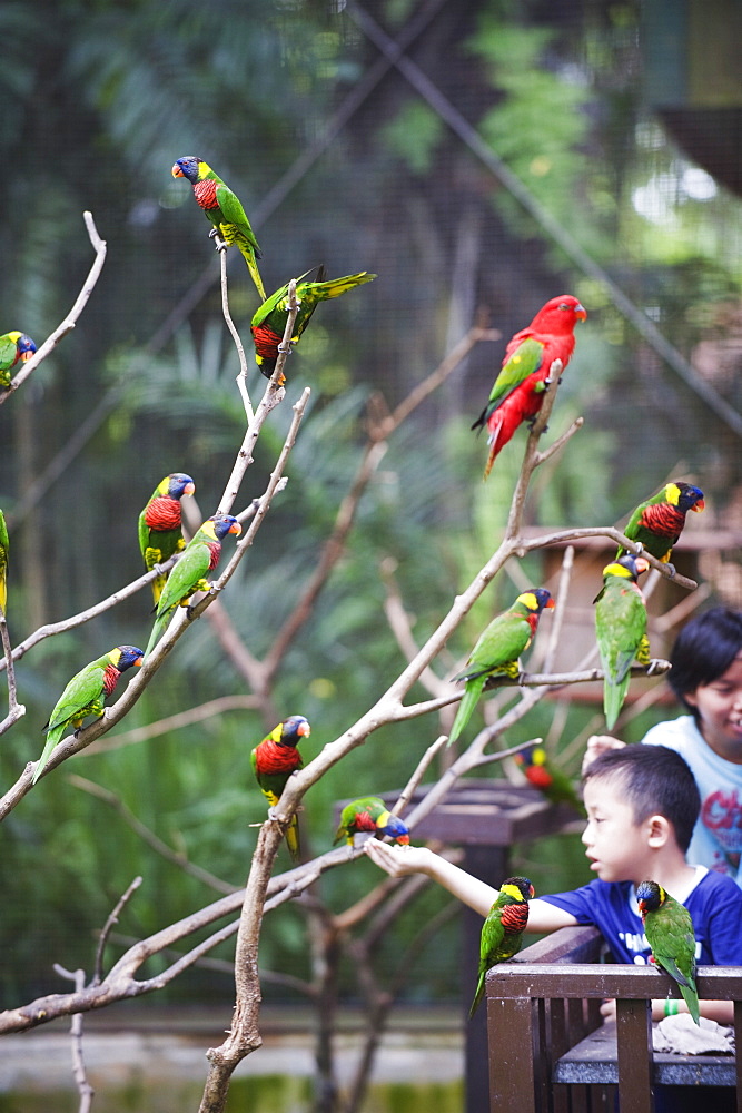 Boy feeding parakeets in World of Parrots, KL Bird Park, Kuala Lumpur, Malaysia, Southeast Asia, Asia