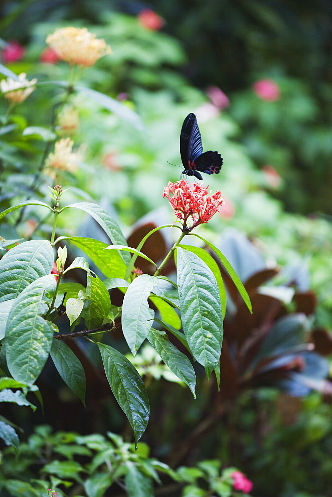 Butterfly Park, Kuala Lumpur, Malaysia, Southeast Asia, Asia