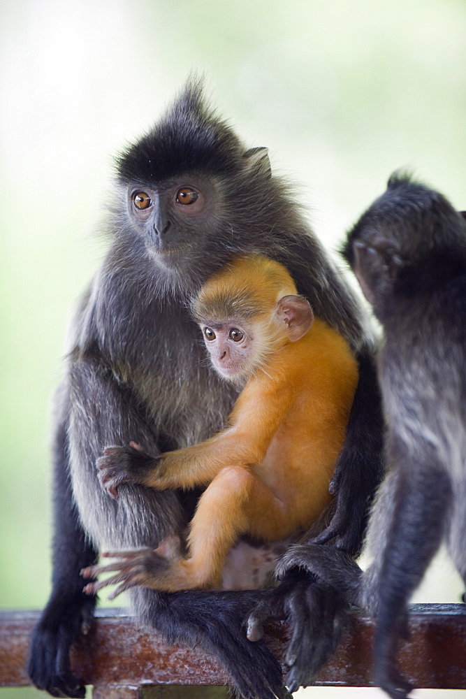 Silver Leaf Langur monkey, Labuk Bay Proboscis Monkey Sanctuary, Sabah, Borneo, Malaysia, Southeast Asia, Asia