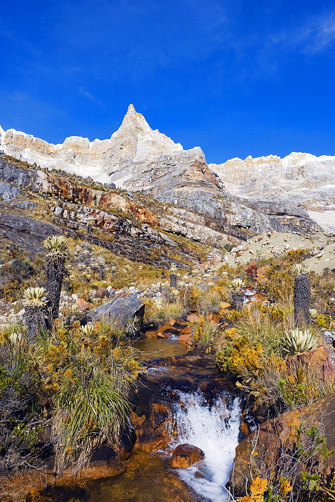 Frailejon plants (Espeletia) in El Cocuy National Park, Colombia, South America