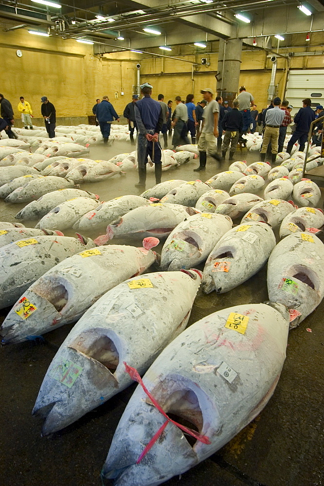 Tsukiji Fish Market, Tsukiji, Tokyo, Honshu, Japan, Asia