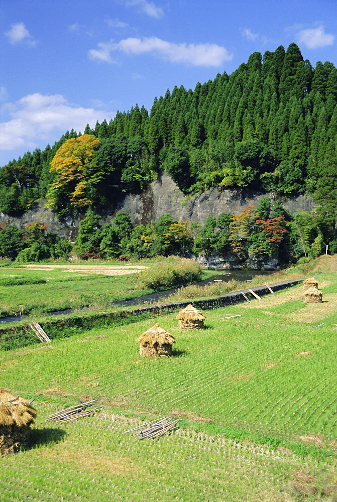 Harvest time, Kokonoe, Oita, Japan