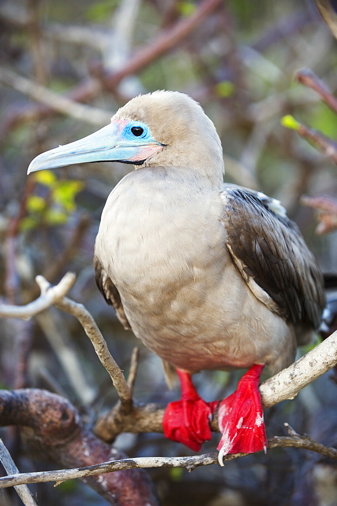 Red footed booby (sula sula), Isla Genovesa, Galapagos Islands, UNESCO World Heritage Site, Ecuador, South America