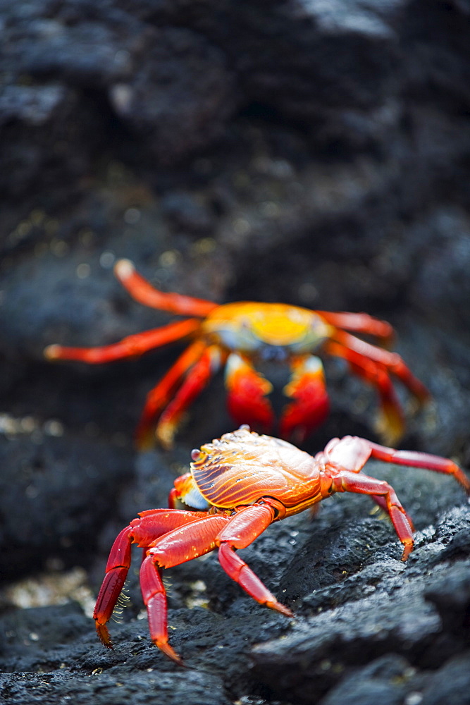 Sally Lightfoot crab (Grapsus Grapsus), Sullivan Bay, Isla Santiago, Galapagos Islands, UNESCO World Heritage Site, Ecuador, South America