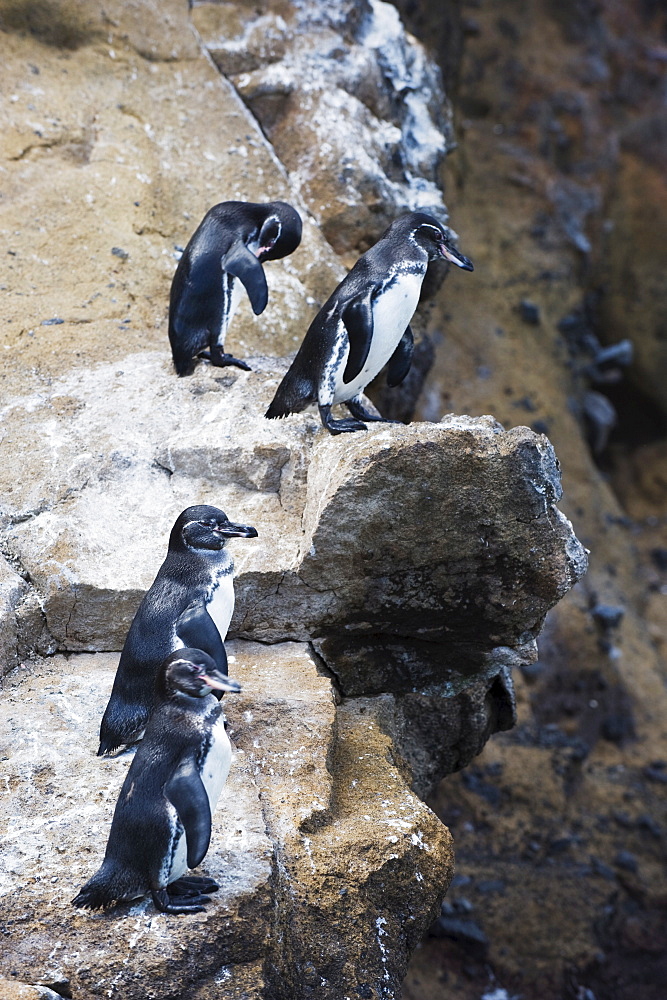 Galapagos penguins (Spheniscus mendiculus), Isla Isabela, Galapagos Islands, UNESCO World Heritage Site, Ecuador, South America