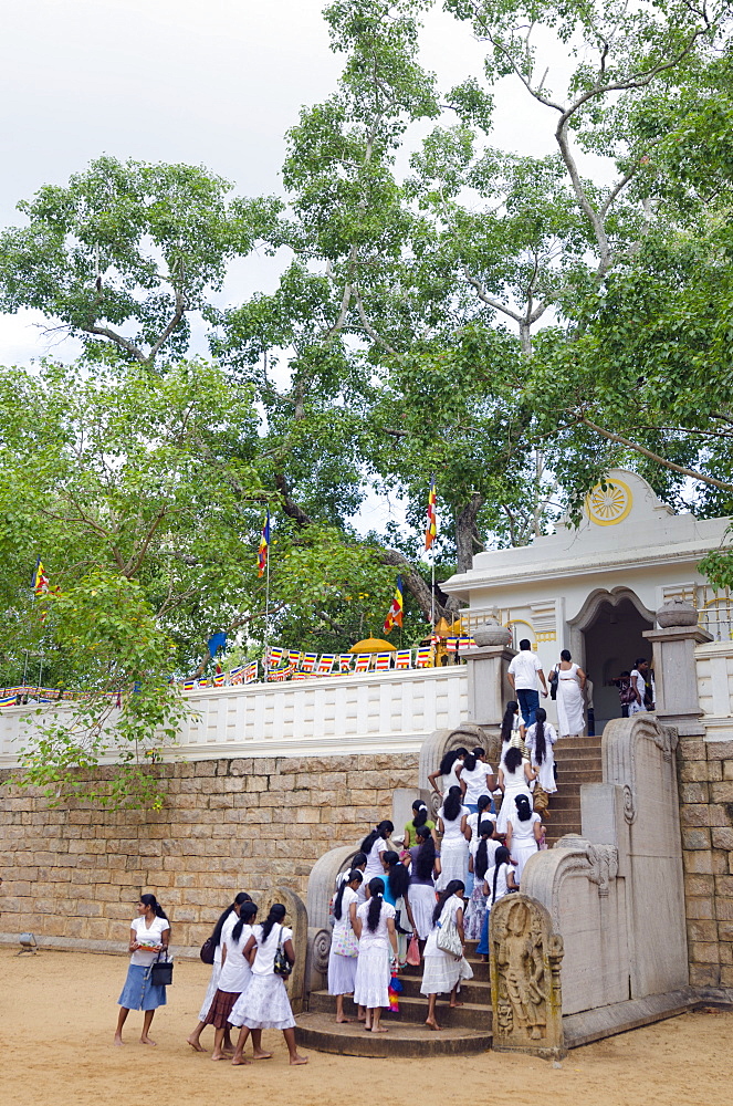 Buddhist pilgrims, Sri Maha Bodhi, sacred bodhi tree planted in 249 BC, UNESCO World Heritage Site, Anuradhapura, North Central Province, Sri Lanka, Asia