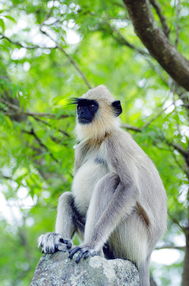 Tufted grey langurs (Semnopithecus priam), Polonnaruwa, North Central Province, Sri Lanka, Asia