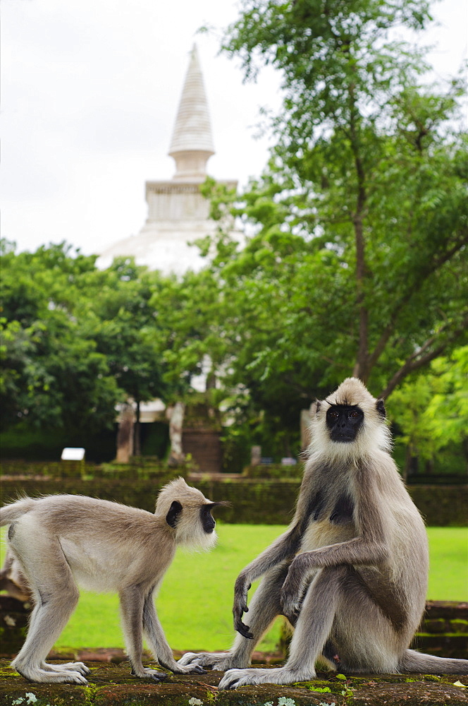 Tufted grey langurs (Semnopithecus priam), Polonnaruwa, North Central Province, Sri Lanka, Asia