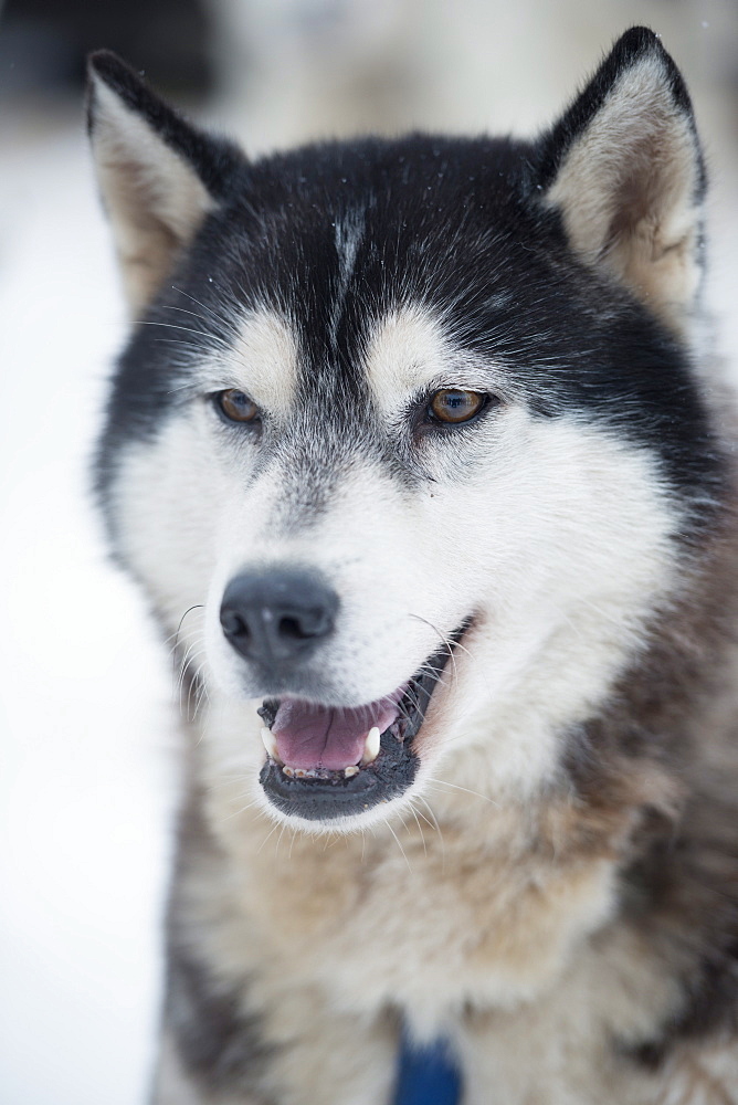 Huskies at an international dog sled race, La Grande Odyssee Savoie Mont Blanc, Haute-Savoie, France, Europe