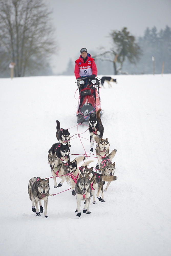 Husky dogs and musher, international dog sled race, La Grande Odyssee Savoie Mont Blanc, Haute-Savoie, France, Europe