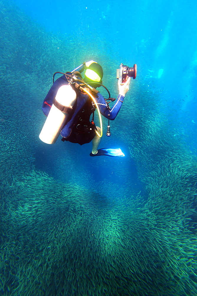 Shoal of sardines and scuba diver, Panagsama Beach, Moalboal, Cubu, The Visayas, Philippines, Southeast Asia, Asia