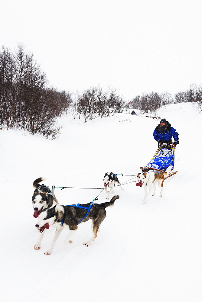 Dog sled ride, Abisko National Park, Lapland, Arctic Circle, Sweden, Scandinavia, Europe