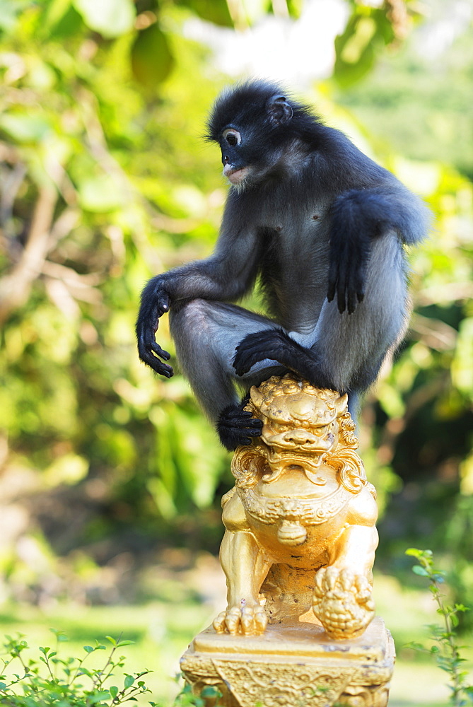 Dusky langur monkey (Trachypithecus obscurus), Prachuap Kiri Khan, Thailand, Southeast Asia, Asia